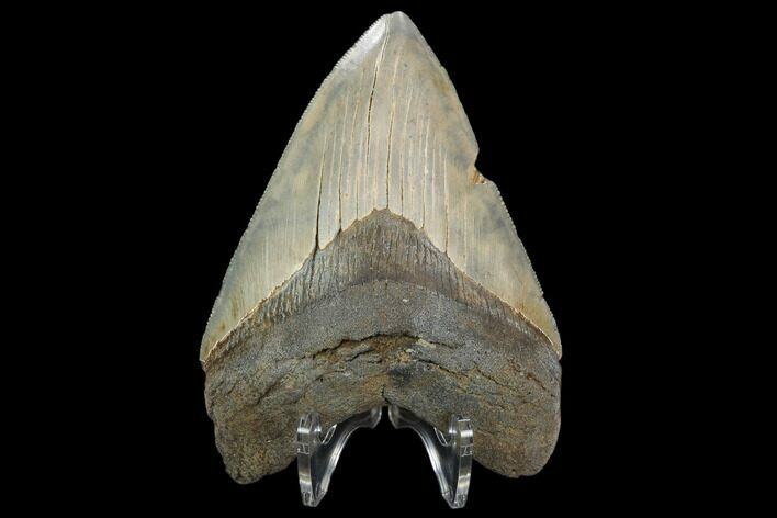 Serrated, Fossil Megalodon Tooth - South Carolina #127741